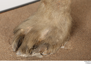 Striped Hyena Hyaena hyaena foot 0005.jpg